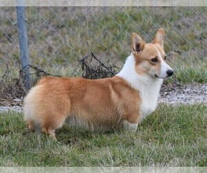 Father of the Pembroke Welsh Corgi puppies born on 04/02/2025