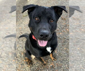 Rottweiler-Unknown Mix Dogs for adoption in Woodland, CA, USA