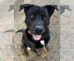 Small Rottweiler Mix