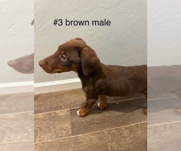 Medium Photo #5 Australian Shepherd-Doberman Pinscher Mix Puppy For Sale in WASHINGTON, OK, USA