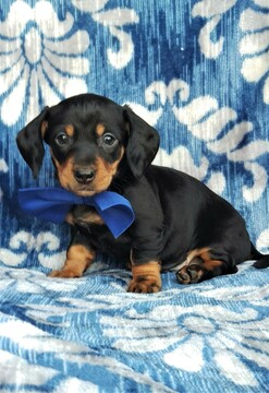 Medium Photo #3 Dachshund Puppy For Sale in LANCASTER, PA, USA