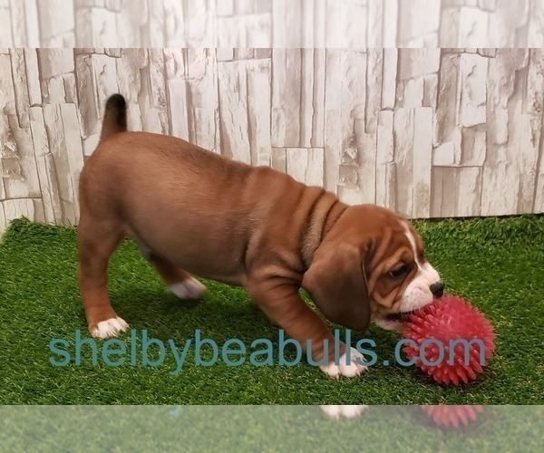 Medium Photo #2 Beagle-English Bulldog Mix Puppy For Sale in SHELBYVILLE, IN, USA