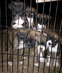 Boxer Puppy for sale in DUNDEE, OH, USA