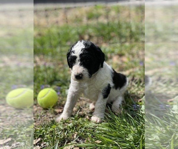 Medium Photo #11 Goldendoodle Puppy For Sale in LOTHIAN, MD, USA