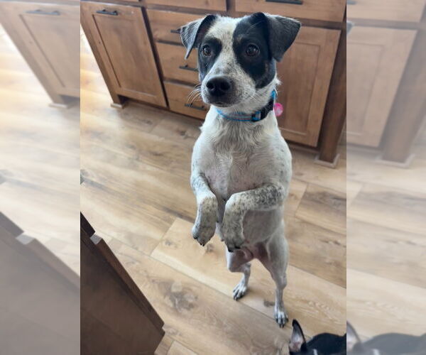 Medium Photo #2 Mutt Puppy For Sale in Salt Lake City, UT, USA