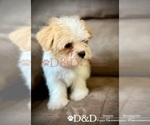 Small Photo #7 Shorkie Tzu Puppy For Sale in RIPLEY, MS, USA