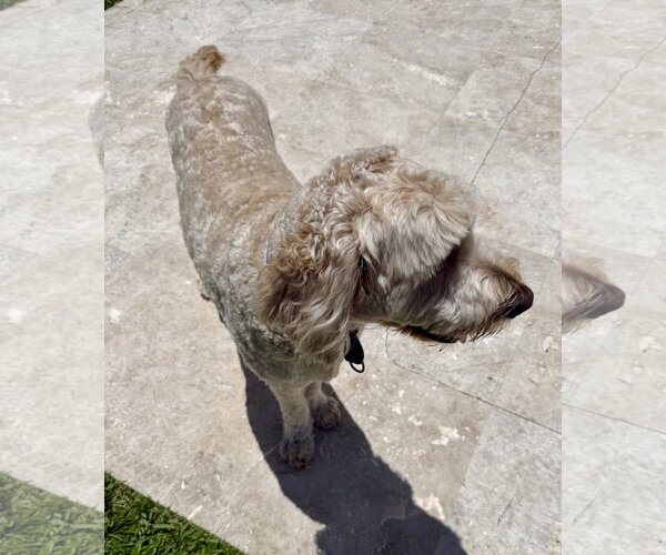 Medium Photo #2 Golden Retriever Puppy For Sale in Boca Raton, FL, USA