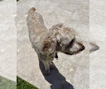 Small #1 Golden Retriever