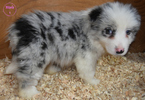 Small Photo #12 Border Collie Puppy For Sale in WHITE SALMON, WA, USA