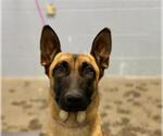 LUNA - Female Mutt Dog for Adoption - Small photo