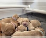 Small #14 Golden Retriever
