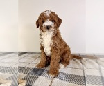 Small #4 Goldendoodle (Miniature)