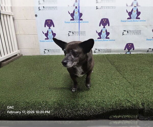 Medium Photo #1 Mutt Puppy For Sale in Orlando, FL, USA