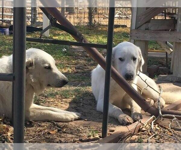 Medium Photo #5 Great Pyrenees Puppy For Sale in Boonton, NJ, USA