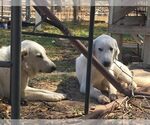 Small #4 Great Pyrenees