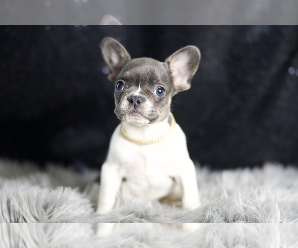 Medium Photo #11 French Bulldog Puppy For Sale in WARSAW, IN, USA