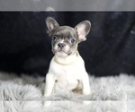 Small Photo #11 French Bulldog Puppy For Sale in WARSAW, IN, USA