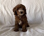 Small Photo #5 Cavapoo (Miniature) Puppy For Sale in THORP, WI, USA