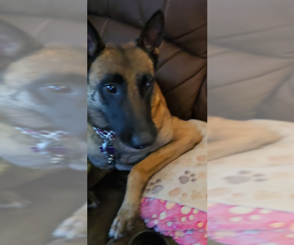 Medium Photo #4 Mutt Puppy For Sale in Imlay City, MI, USA