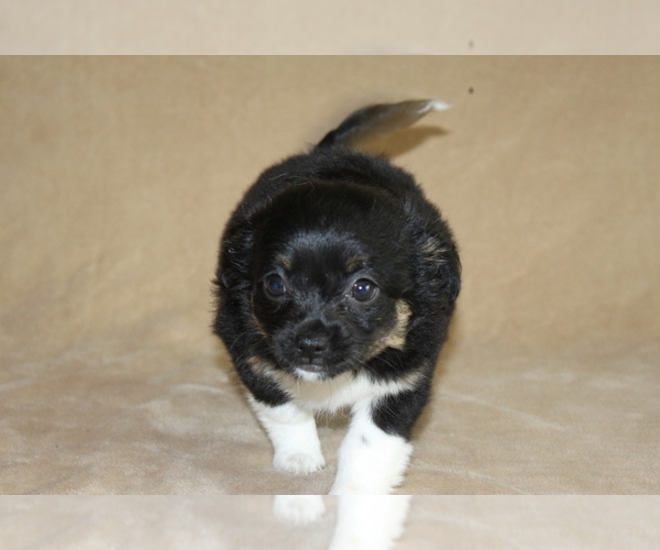 Medium Photo #6 Chihuahua Puppy For Sale in HUDSONVILLE, MI, USA