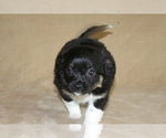 Small #5 Chihuahua