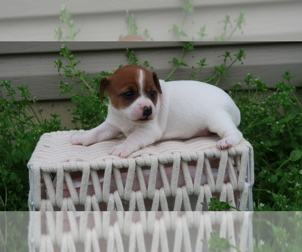 Medium Photo #5 Jack-Rat Terrier Puppy For Sale in FREDONIA, KY, USA