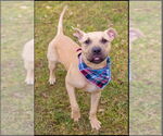 Small #5 American Staffordshire Terrier-Labrador Retriever Mix