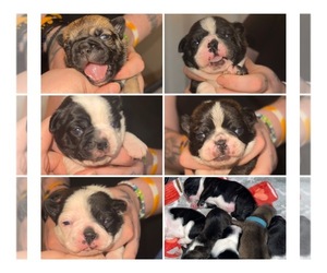 Buggs Puppy for sale in LINCOLN, NE, USA