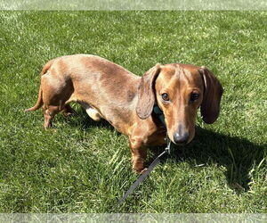 Dachshund Dogs for adoption in St. Louis Park, MN, USA
