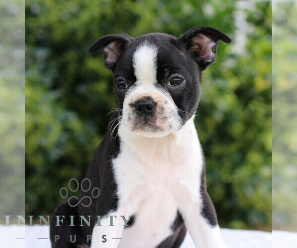 Medium Photo #5 Boston Terrier Puppy For Sale in MANHEIM, PA, USA