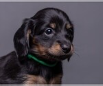 Small Photo #32 Dachshund Puppy For Sale in CROWLEY, TX, USA