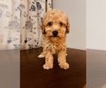 Small #2 Poodle (Toy)