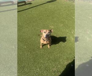 American Pit Bull Terrier Dogs for adoption in Pasadena, TX, USA