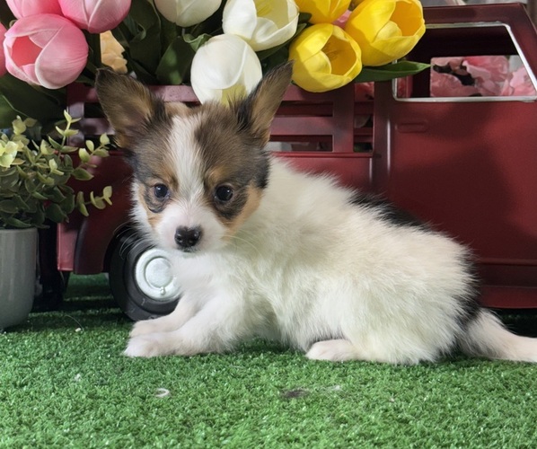 Medium Photo #2 Papillon Puppy For Sale in CANOGA, NY, USA