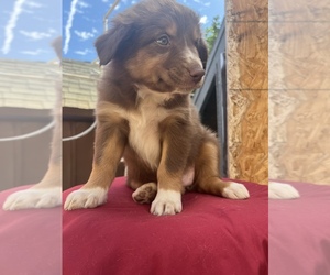 Australian Shepherd Puppy for sale in PERRIS, CA, USA