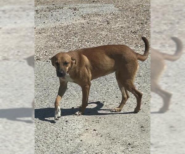 Medium Photo #1 Black Mouth Cur-Unknown Mix Puppy For Sale in Houston, TX, USA
