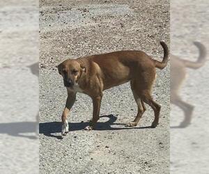 Black Mouth Cur-Unknown Mix Dogs for adoption in Houston, TX, USA