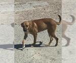 Small Black Mouth Cur Mix
