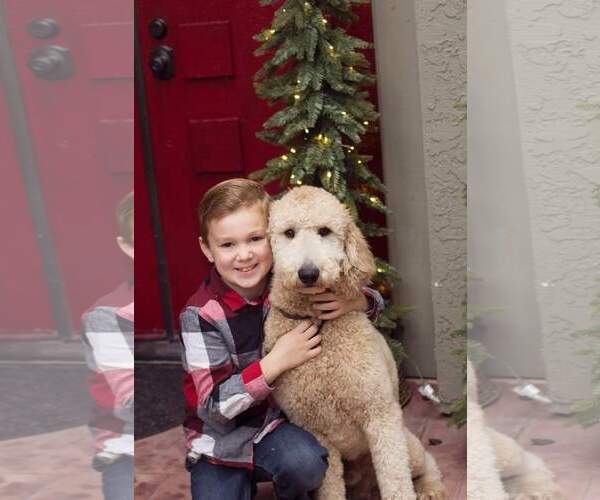 Medium Photo #4 Goldendoodle Puppy For Sale in CITRUS HEIGHTS, CA, USA