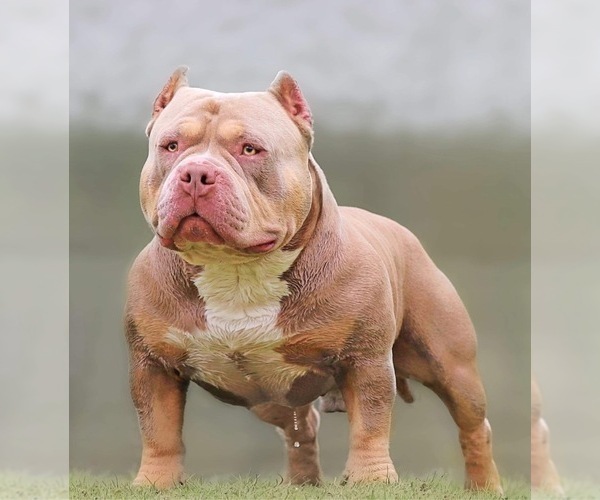 Medium Photo #1 American Bully Puppy For Sale in SNOWFLAKE, AZ, USA