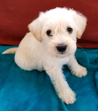 Medium Photo #1 Schnoodle (Miniature) Puppy For Sale in TOCCOA, GA, USA