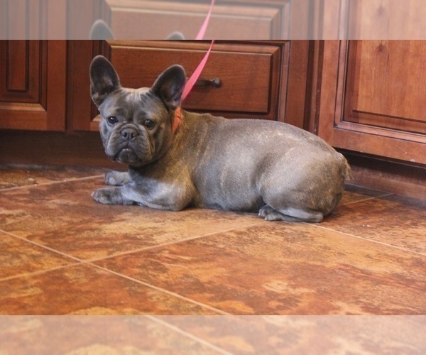 Medium Photo #2 French Bulldog Puppy For Sale in NAPPANEE, IN, USA
