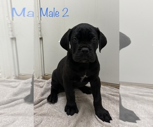 Cane Corso Puppy for sale in MIDLOTHIAN, TX, USA