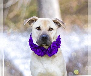 Labrador Retriever-Unknown Mix Dogs for adoption in Unionville, PA, USA