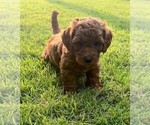 Puppy Cooper Double Doodle