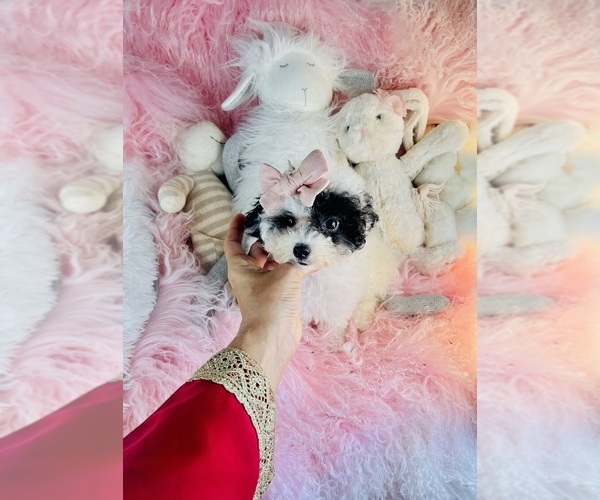 Medium Photo #3 Poodle (Toy) Puppy For Sale in TAMPA, FL, USA