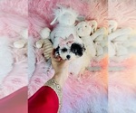 Small #2 Poodle (Toy)