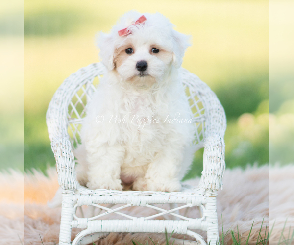 Medium Photo #104 Maltipoo (Miniature) Puppy For Sale in WARSAW, IN, USA