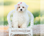 Puppy pongo F1 Maltipoo (Miniature)