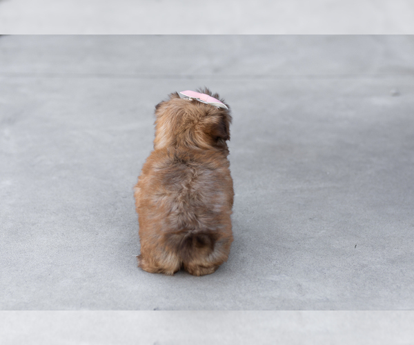 Medium Photo #4 Shih Tzu Puppy For Sale in WAKARUSA, IN, USA